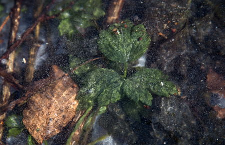 Les feuilles figées dans la glace