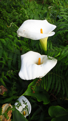 Arum d'éthiopie, Calla aethiopica